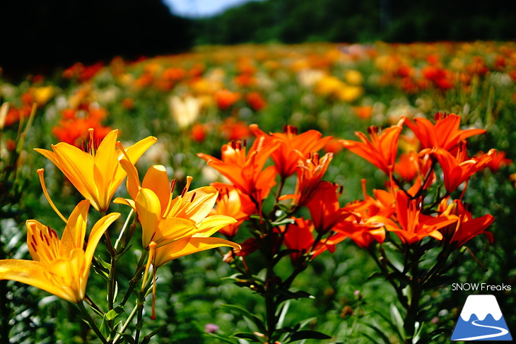 北海道最大級、213万輪のゆりの花！『オーンズ春香山ゆり園』